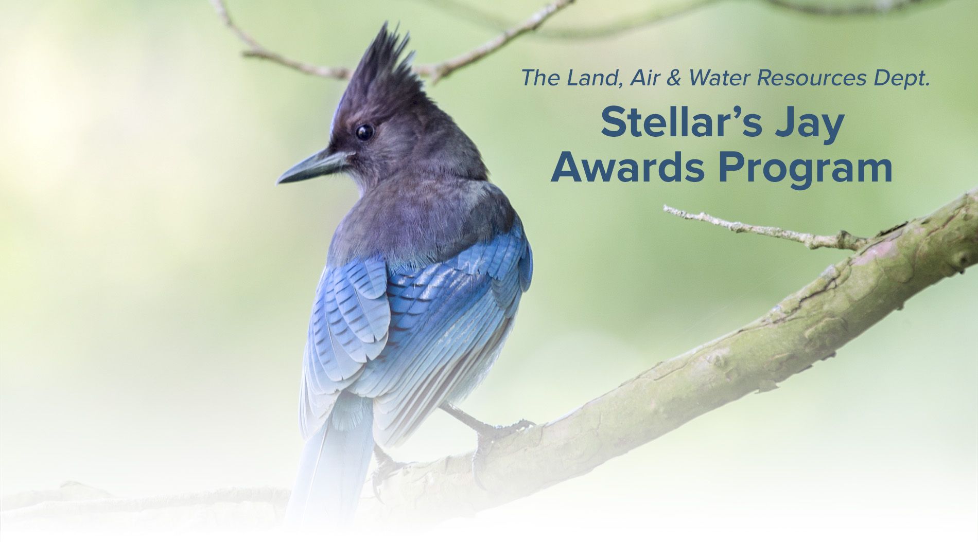 Stellar's Jay Awards Program